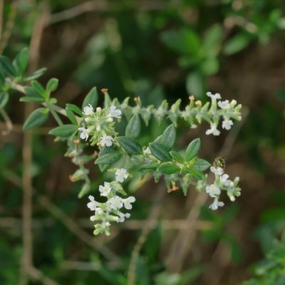 Aloysia gratissima * Whitebrush