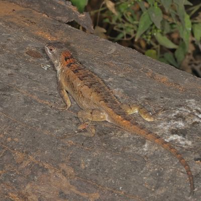 Texas Spiny Lizard