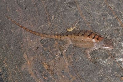Texas Spiny Lizard