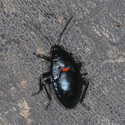 Largus nymph