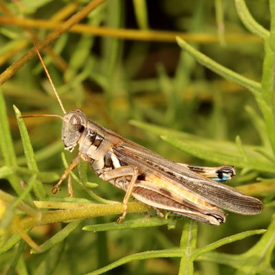 Melanoplus glaucipes * Glaucus-legged Spur-throat 