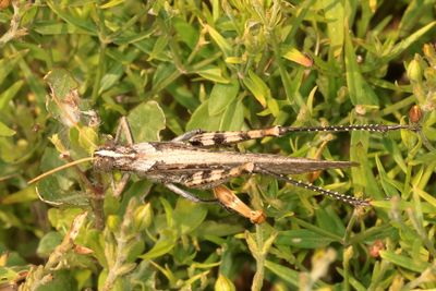 Schistocerca nitens * Gray Bird Grasshopper