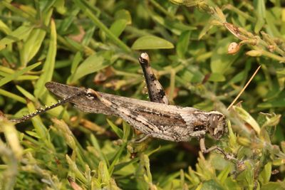Schistocerca nitens * Gray Bird Grasshopper