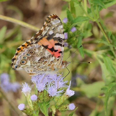 Painted Lady