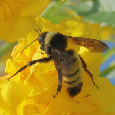 Bombus pensylvanicus * American Bumble Bee