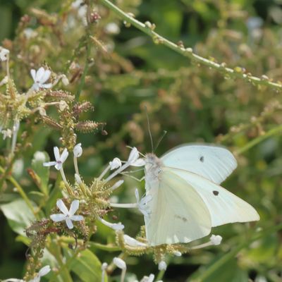 Giant White ♂