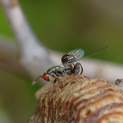 Genus Podagrion  ♀