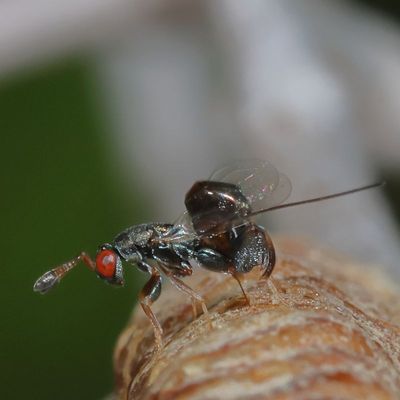 Genus Podagrion  ♀