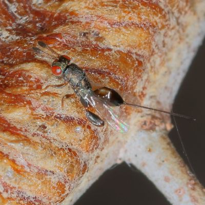 Genus Podagrion  ♀