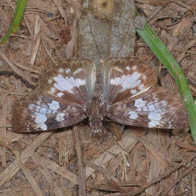 White-patched Skipper