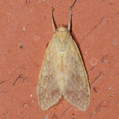 Hodges#8216 * Santa Ana Tussock Moth * Lophocampa annulosa