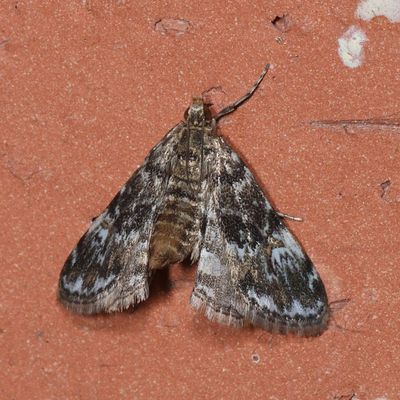 Hodges#4755 * Waterlily Leafcutter Moth * Synclita obliteralis