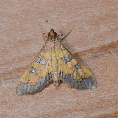 Hodges#5142 * Paler Diacme Moth * Diacme elealis