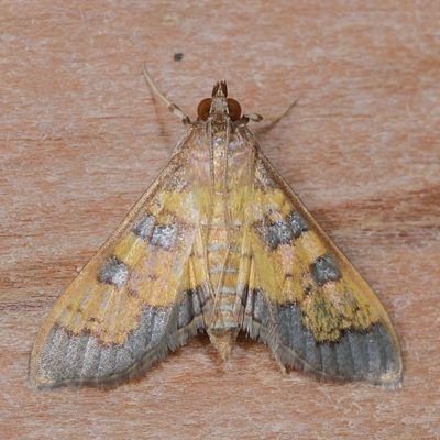 Hodges#5142 * Paler Diacme Moth * Diacme elealis