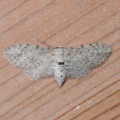 Hodges#6442 * Pimaphera sparsaria