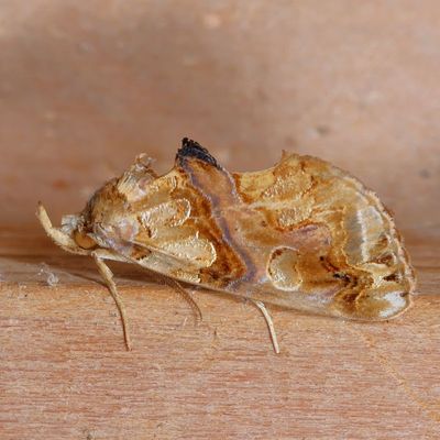 Hodges#8534 * Moonseed Moth * Plusiodonta compressipalpis