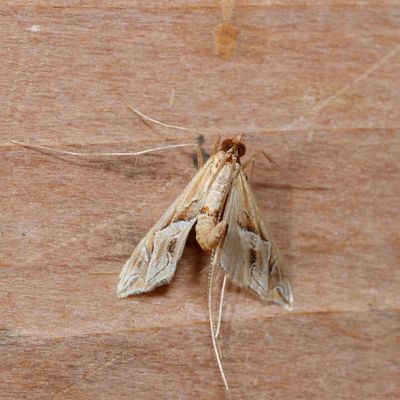 Hodges#5106 * Eastern Lineodes Moth * Lineodes fontella