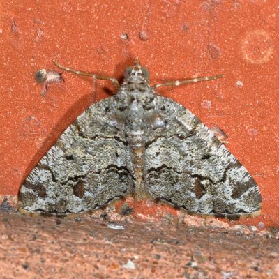 Hodges#6311 * Macaria graphidaria