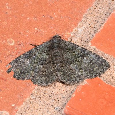 Hodges#8681 * Matigramma obscurior