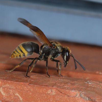 Pachodynerus nasidens or pulverulentus