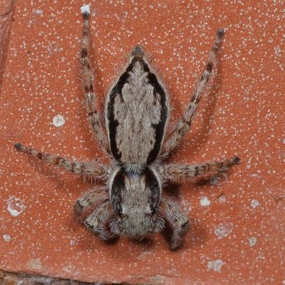 Menemerus bivittatus ♀ * Gray Wall Jumper