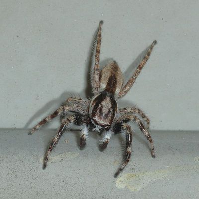 Menemerus bivittatus ♂ * Gray Wall Jumper
