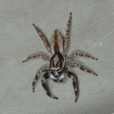 Menemerus bivittatus ♂ * Gray Wall Jumper