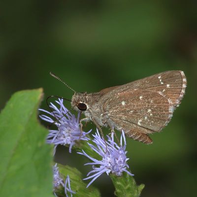 Celia's Roadside Skipper