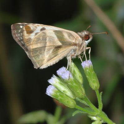 Laviana White-Skipper
