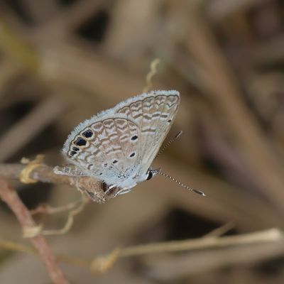 Ceraunus Blue
