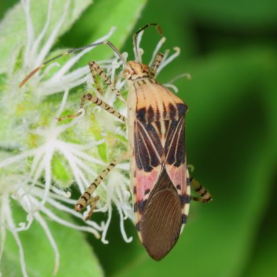 Hypselonotus punctiventris * Spot-sided Coreid