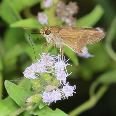 Purple-washed Skipper
