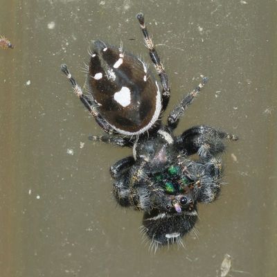 Phidippus audax