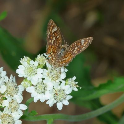 Mexican Crescent