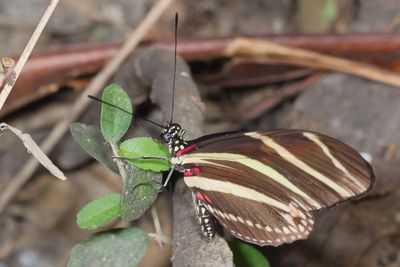 Zebra Heliconian