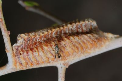 Genus Podagrion  ♀