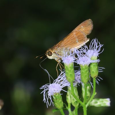 Purple-washed Skipper