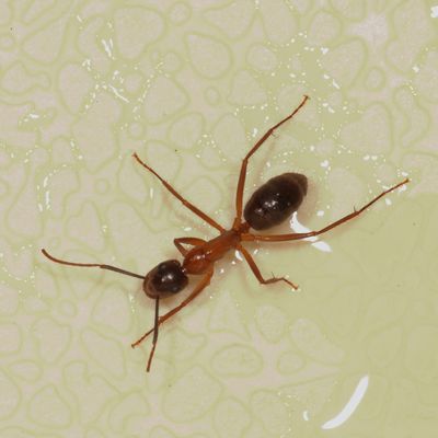 Camponotus atriceps * Tropical Carpenter Ant
