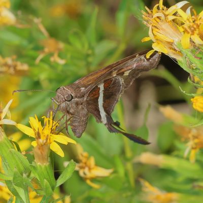White-striped Longtail
