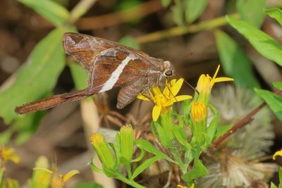 White-striped Longtail