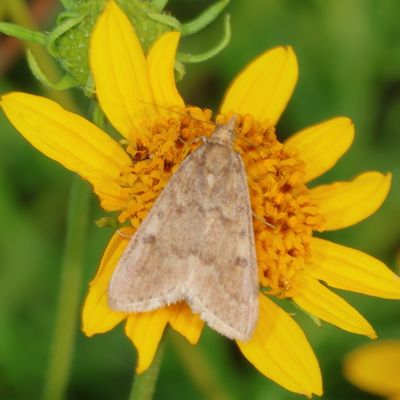 Hodges#4975 * Garden Webworm Moth * Achyra rantalis