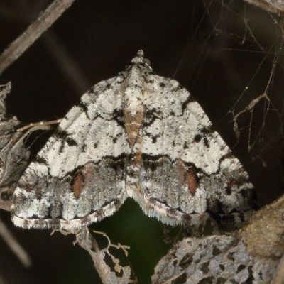 Hodges#6311 * Macaria graphidaria