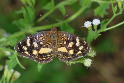 Pale-banded Crescent