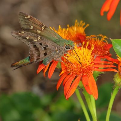 Long-tailed Skipper