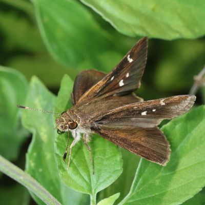 Clouded Skipper