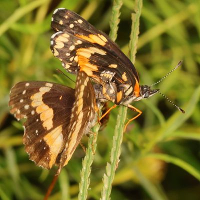 Bordered Patch