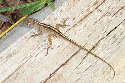 Brown Anole