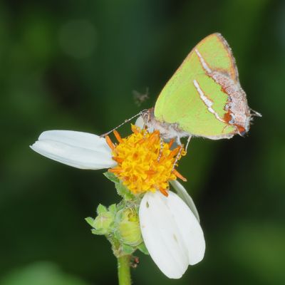 Silver-banded Hairstreak