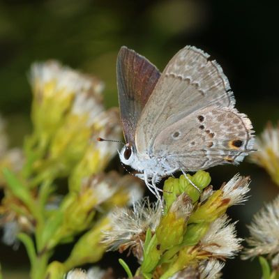 Mallow Scrub-hairstreak