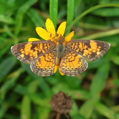 Pearl Crescent